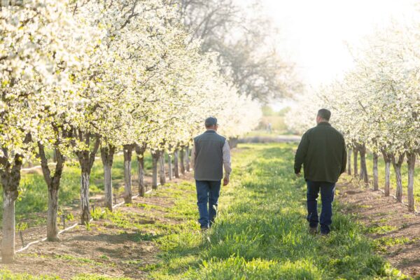 growers in blooming orchard