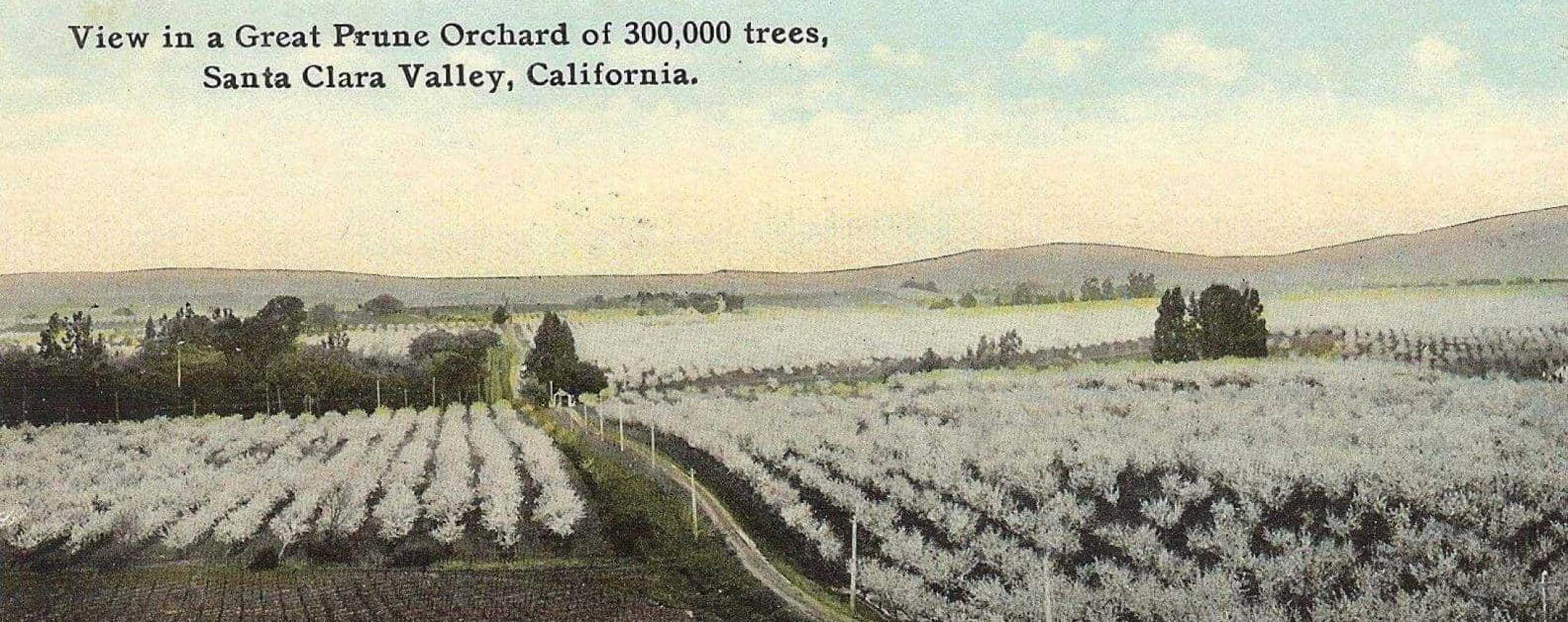 drawing of a prune orchard in Santa Clara Valley