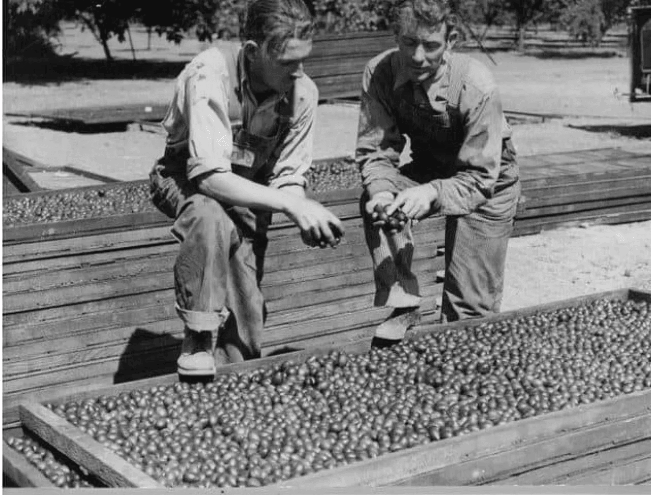 men resting on prune drying trays in the WWII era