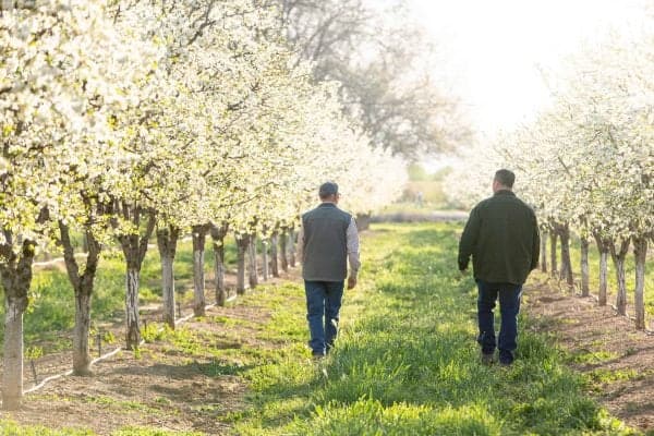men walking in a plum prune orchard