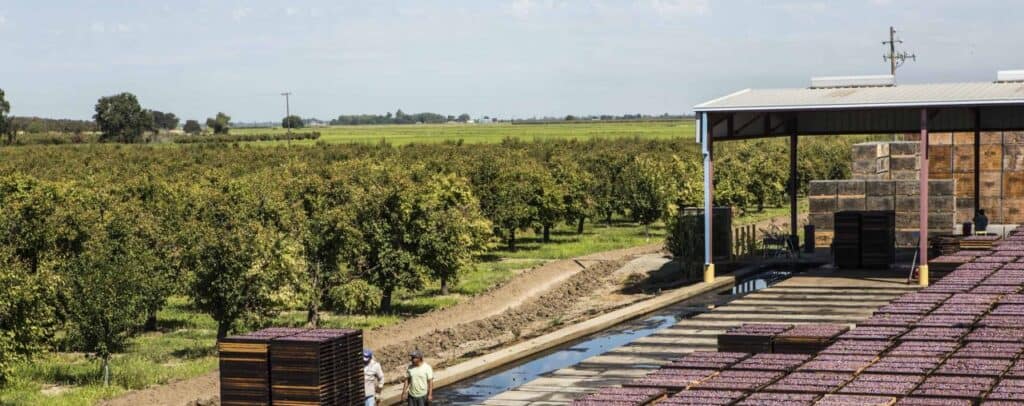 drying and packing prunes