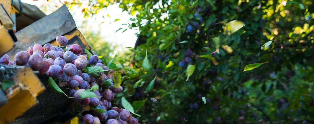 prune plum harvesting