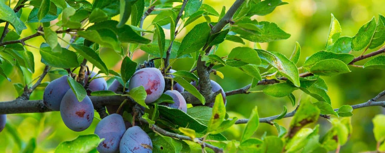california prunes on a tree
