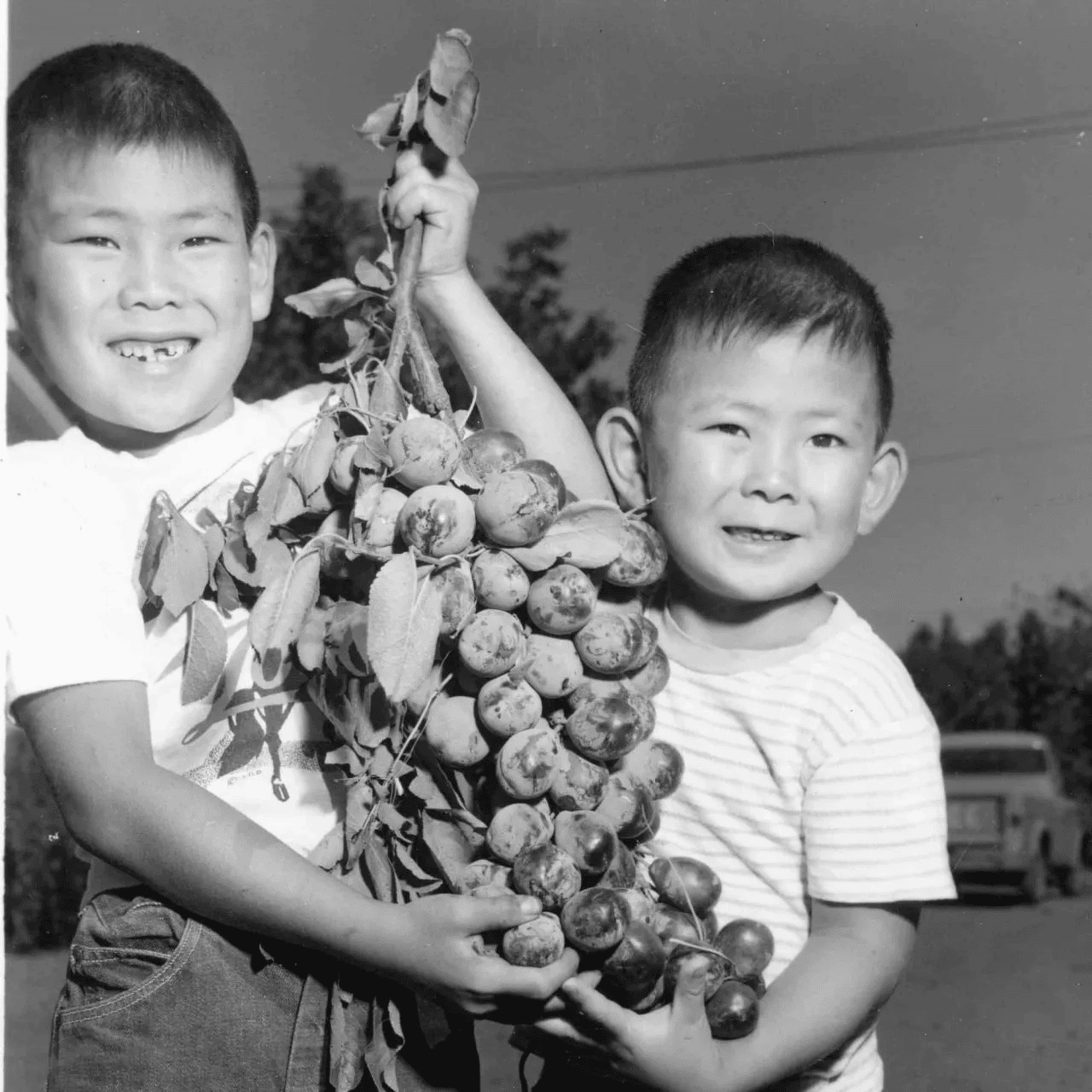 two young boys carrying a prune cluster in 1959