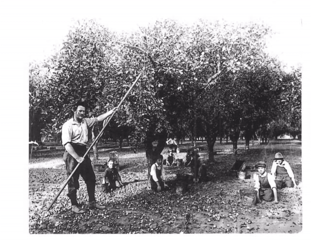 men working in a prune field in the 1950's