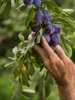hand picking plums on a vine