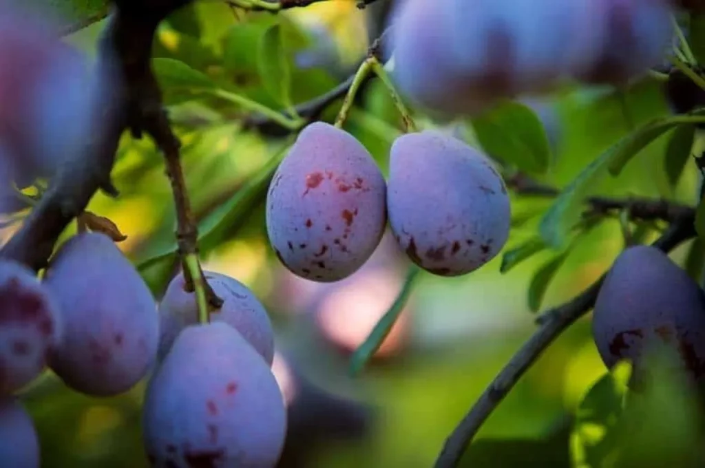 ripe prunes on tree