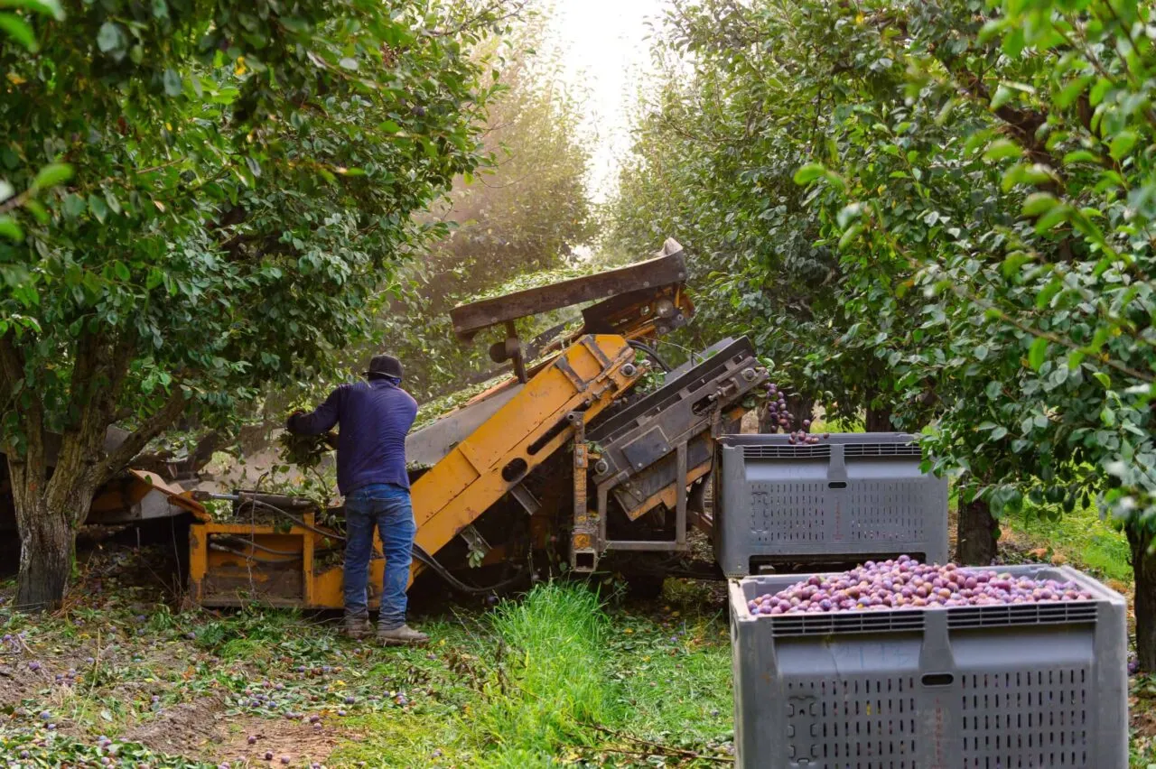 fair labor practices in the prune industry