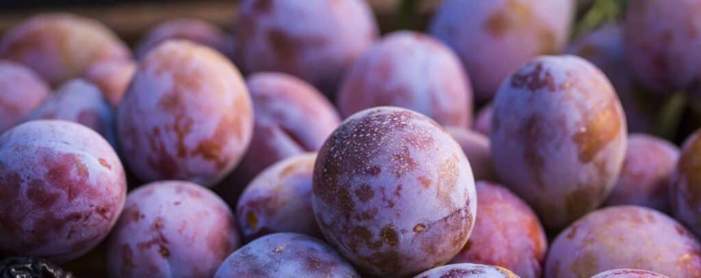 close-up view of plums to be dried to make prunes