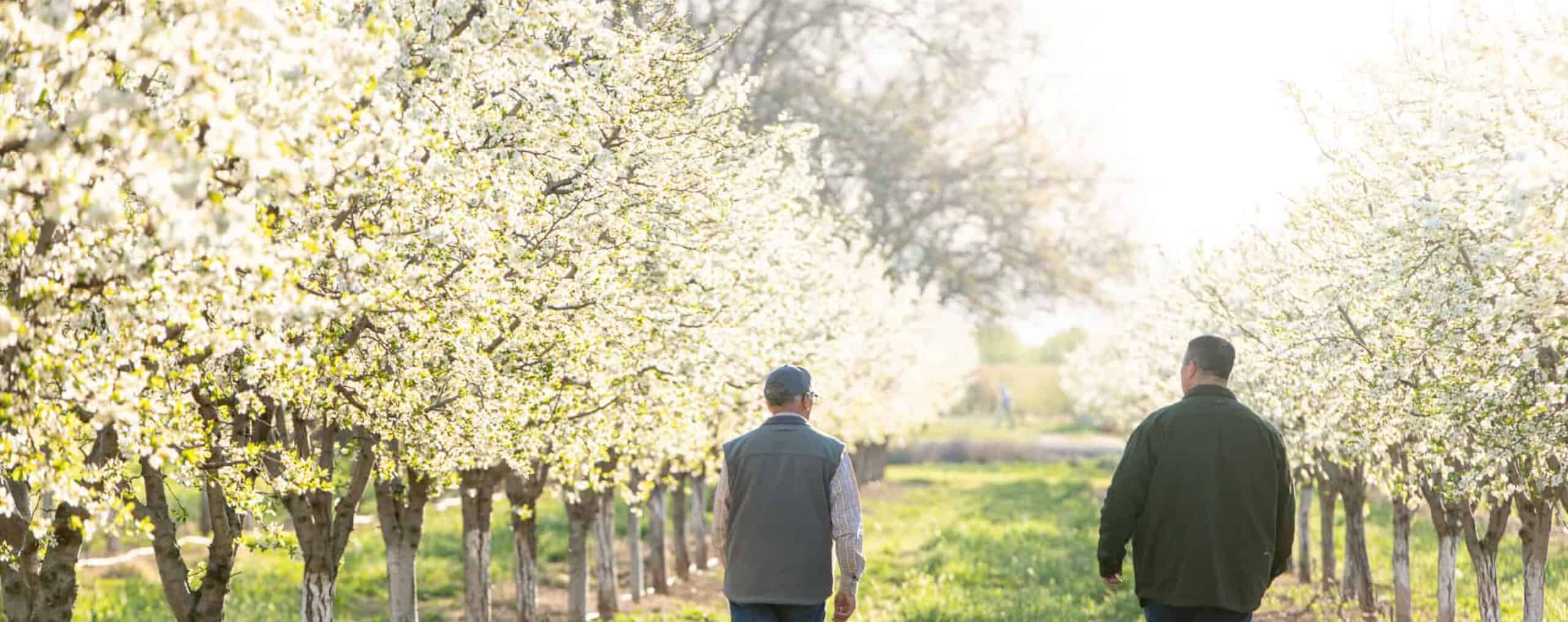 prunes and sustainability