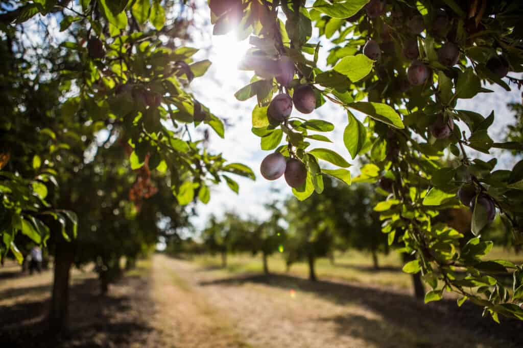 plums growing on trees in an orchard