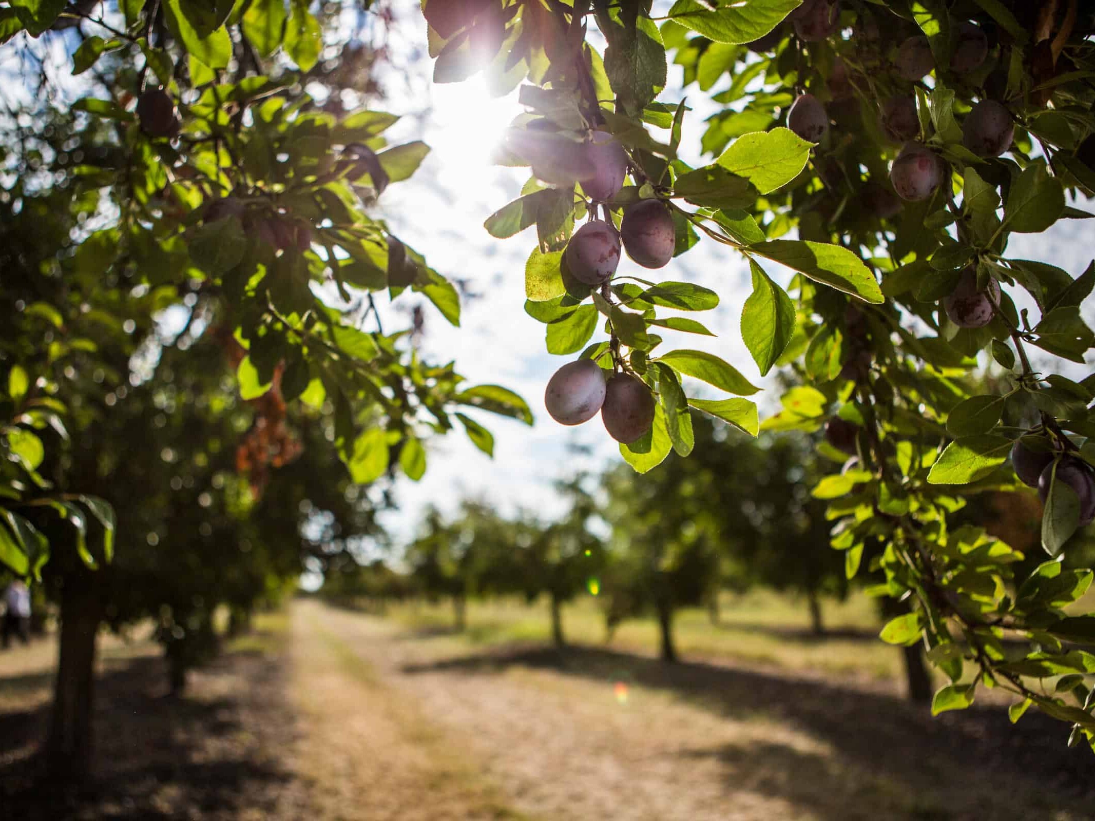 plums growing on trees in an orchard