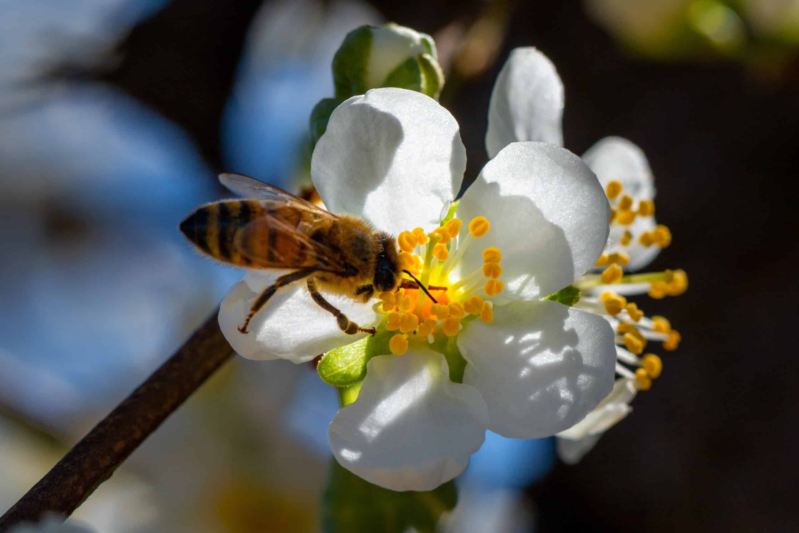 Promising Prune Bloom Signals Quality Prunes for California Growers ...