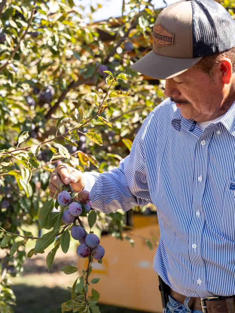 Jose Raya admiring the prunes grown in his Yuba City orchard