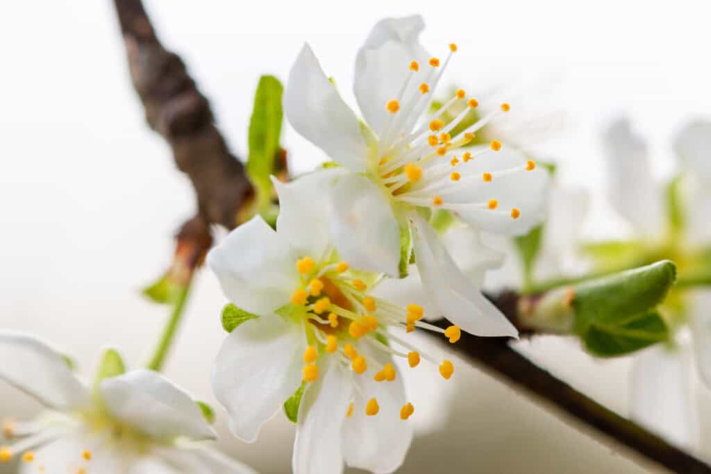 White and yellow Prune tree blossoms