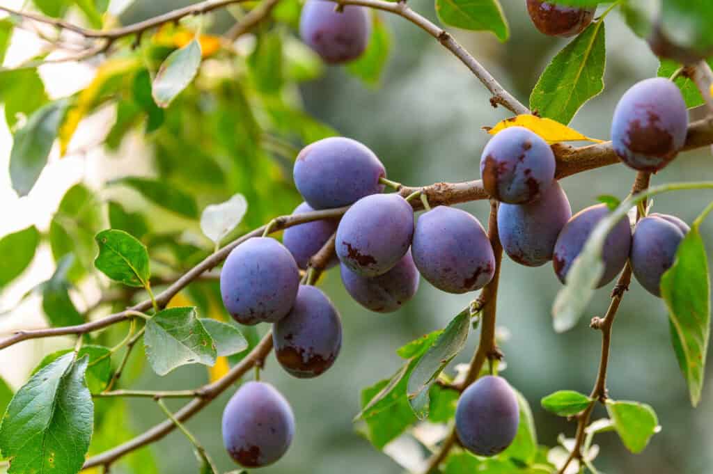 Prunes on tree