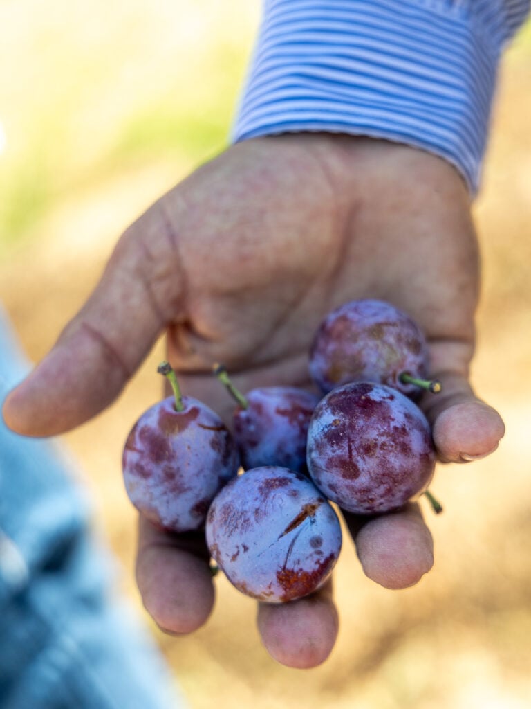 man holding prunes in his hand