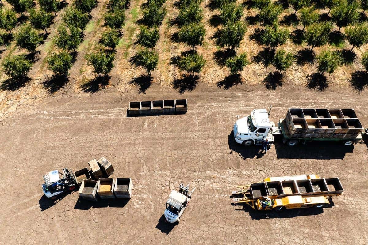 drone image of prune orchard with harvesting equipment