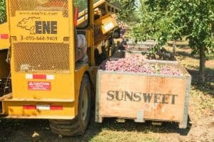 prune harvester with bin of sunsweet prunes