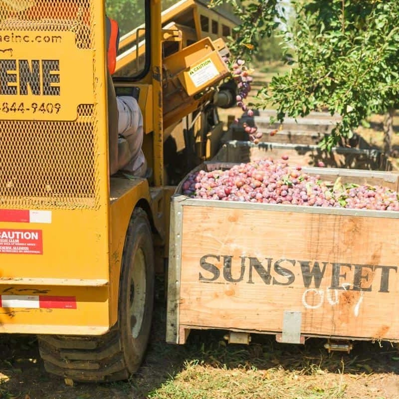 prune harvester with bin of sunsweet prunes