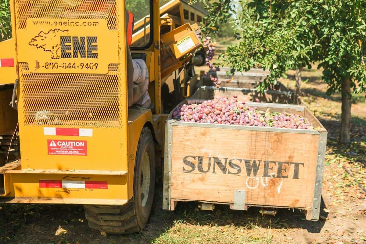 prune harvester with bin of sunsweet prunes