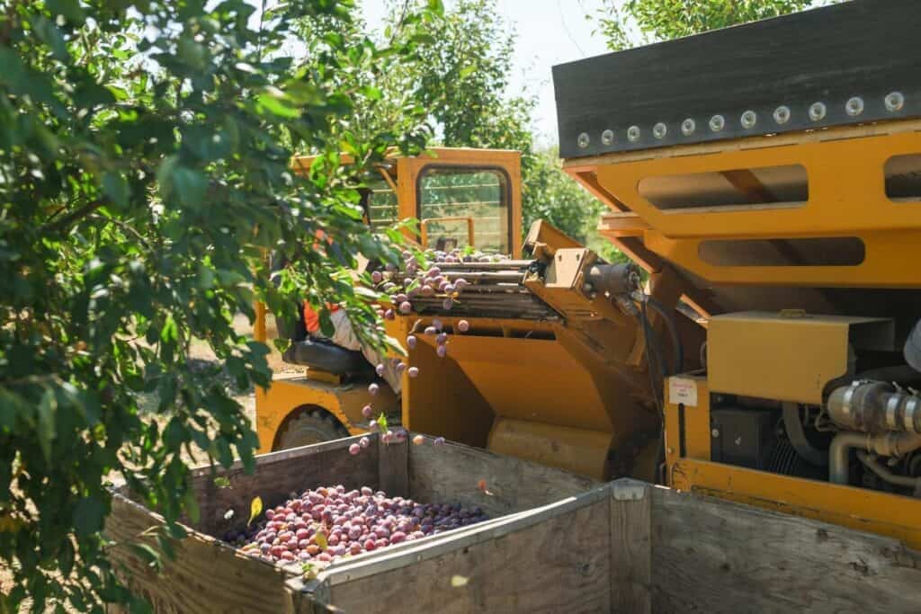prune harvester full of harvested prunes